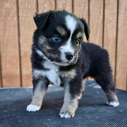 Moose - Black tri male Toy Australian Shepherd puppy in Leonard, Texas from Tin Roof Aussies