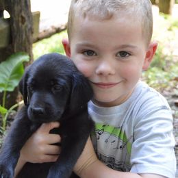 Labrador Retrievers from Gray Light Kennels