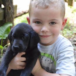 Labrador Retrievers from Gray Light Kennels
