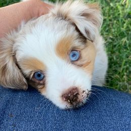 Australian Shepherd Puppies from Painted Blue Aussies