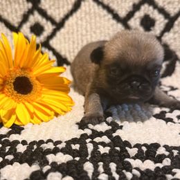 Coral - Fawn female Pug puppy in Smiths Station, Alabama from Masters Pugs