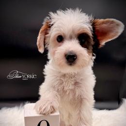 Girl 3 pink lace - Parti female Yorkshire Terrier puppy in Machesney Park, Illinois from Three Yorkie Family