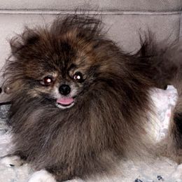 Pomeranians from Alina's Pomeranians
