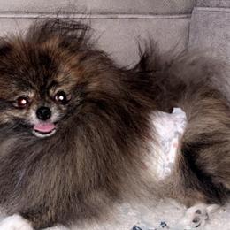 Pomeranians from Alina's Pomeranians