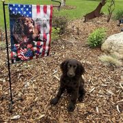 Boykin Spaniel Puppies from Bayhill Boykins