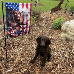 Boykin Spaniel Puppies from Bayhill Boykins