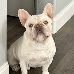 Atlas - French Bulldog