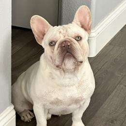Atlas - French Bulldog