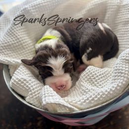 English Springer Spaniel Puppies from Sparks Springer Spaniels