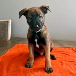 Boba (Light Blue) - Mahogany male Belgian Malinois puppy in Buckeue, Arizona from Légende Vivante Du Chief Kennel