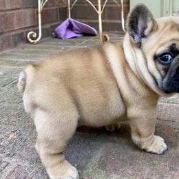 French Bulldogs from Chattahoochee French Bulldogs