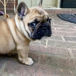 French Bulldogs from Chattahoochee French Bulldogs
