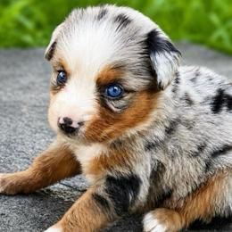 Sparkler - Blue merle female Toy Australian Shepherd puppy in Leitchfield, Kentucky from Legendmaker MAS