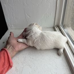 Snowy - Piebald female Dachshund puppy in Elko, Nevada from Willow Creek Dachshunds, and Collies