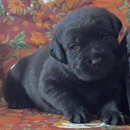 Girl 1 - Black female Labrador Retriever puppy in Jamestown, Ohio from Heartlands Quality Labrador Retrievers