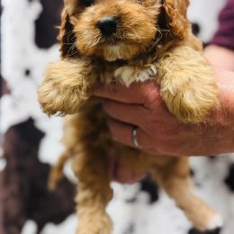Cupcake - Red female Cavapoo puppy in Woodleaf, North Carolina from Circle T Ranch K9s