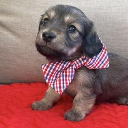 Dachshund Puppies from B+B Miniature Dachshunds