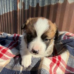 Jan - Sable female Pembroke Welsh Corgi puppy in Bloomfield, Iowa from Beebe’s Corgis