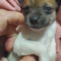 Boy 1 - Chocolate and white male Chihuahua puppy in Oklahoma City, Oklahoma from Teacup Chihuahuas and Friends
