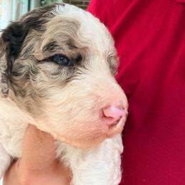 Lavender - Parti female Goldendoodle puppy in Macclenny, Florida from Baker County Goldendoodles