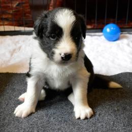 Ash - Black and white male Border Collie puppy in Olney, Illinois from Heronwood Border Collies