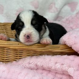 Girlie - Black and white female American Corgi puppy in Nashville, Arkansas from Whisenhunt Farms