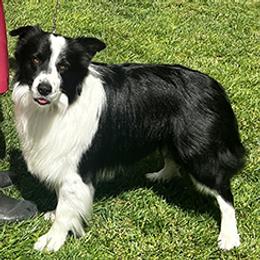Glance - Border Collie