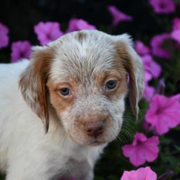 Lola - Orange roan female Brittany puppy in Hollidaysburg, Pennsylvania from Royal Flush Farms