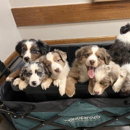 Miniature Australian Shepherd Puppies from Highland Hills Mini Aussies