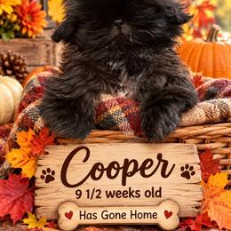 Bronson - Black male Shih Tzu puppy in Augusta, Maine from Zulas Shih Tzu of Maine