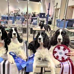English Springer Spaniel Puppies from Polesitter English Springer Spaniels
