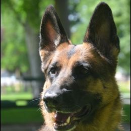 Rainey - German Shepherd