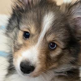 Tiny Joey - Wolf sable male Pomsky puppy in Magnolia, Texas from Solace Shelties and Pomskies