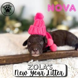 Nova - Chocolate female Goldendoodle puppy in Anderson, South Carolina from Brinkerhoff Doodle Farm
