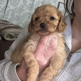 Cavapoo and Cockapoo Puppies from The Barkery