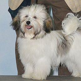Sally - Havanese