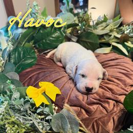 Havoc - White and black female Dalmatian puppy in Mount Vernon, Missouri from Spots & Spirals