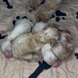 Boy 1 - Apricot male Goldendoodle puppy in Hot Springs, Arkansas from Hot Springs Kennels