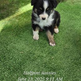 Nyla - Black tri female Miniature Australian Shepherd puppy in Snowflake, Arizona from Halfpint Aussies