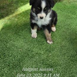 Nyla - Black tri female Miniature Australian Shepherd puppy in Snowflake, Arizona from Halfpint Aussies