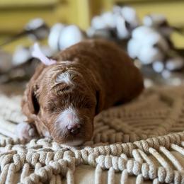 Lavender collar - Red female Cavapoo puppy in Mouth Of Wilson, Virginia from HoneyBunn Doodle Co.