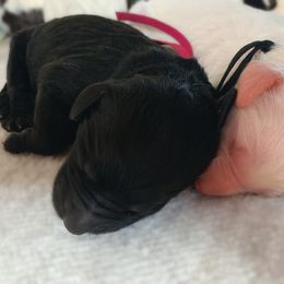 Goldendoodle Puppies from Lady Doodle Farm