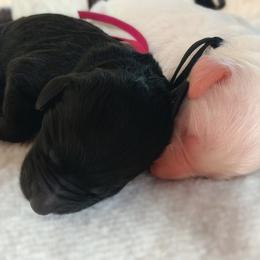 Goldendoodle Puppies from Lady Doodle Farm