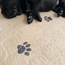 Female 1 - Black female Labrador Retriever puppy in Whigham, Georgia from Diamond C Labradors