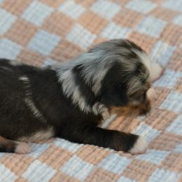 Miniature Australian Shepherd puppies from Southern Edition Aussies