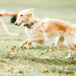 Silken Windhounds from Alloy Sighthounds