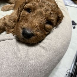 Goldendoodle Puppies from Zany Doodlez
