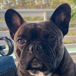 French Bulldogs from SC Frenchies