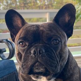 French Bulldogs from SC Frenchies