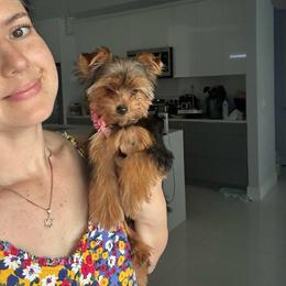 Suri DNA and CKC - Blue and gold female Yorkshire Terrier puppy in Cape Coral, Florida from Katherine’s Yorkies and Poodles